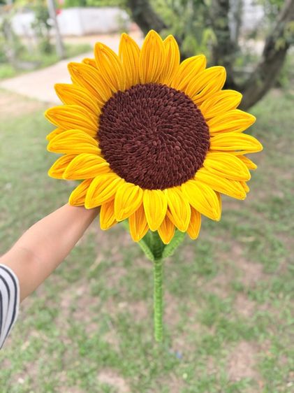 ดอกทานตะวัน