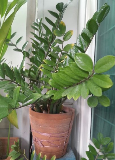 ขายต้นไม้ค่ะ รูปที่ 15