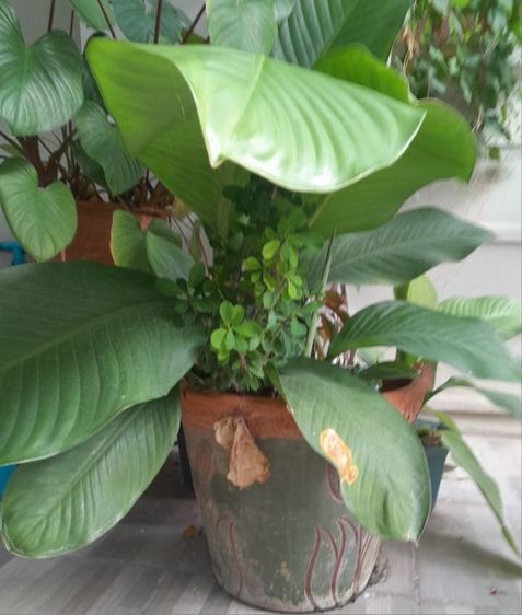 ขายต้นไม้ค่ะ รูปที่ 8