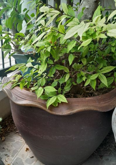 ขายต้นไม้ค่ะ รูปที่ 13