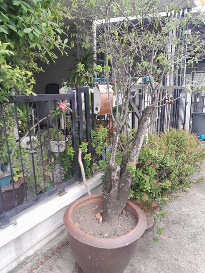 ขายต้นไม้ค่ะ รูปที่ 3