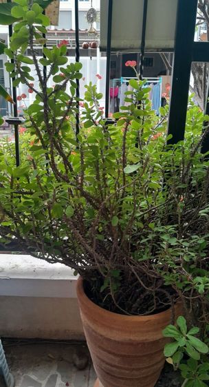 ขายต้นไม้ค่ะ รูปที่ 10