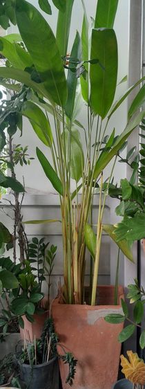 ขายต้นไม้ค่ะ รูปที่ 14