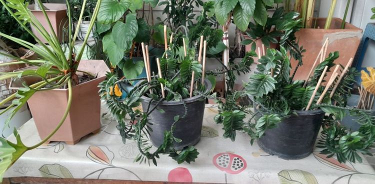 ขายต้นไม้ค่ะ รูปที่ 12