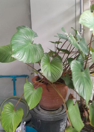 ขายต้นไม้ค่ะ รูปที่ 7