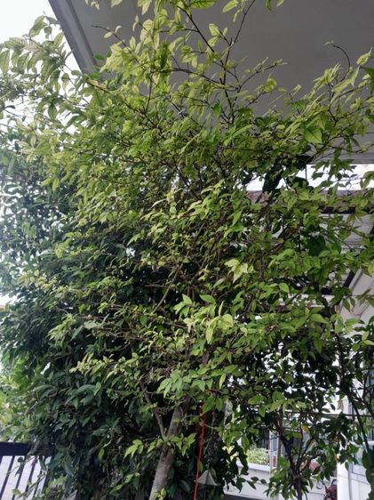 ขายต้นไม้ค่ะ รูปที่ 4