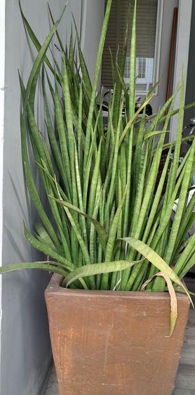 ขายต้นไม้ค่ะ รูปที่ 2