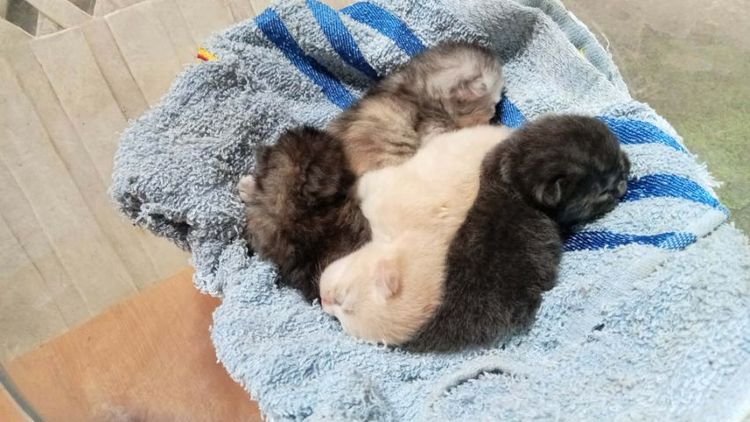 เปอร์เซีย (Persian) เปอร์เซียผสมสีก็อตติช