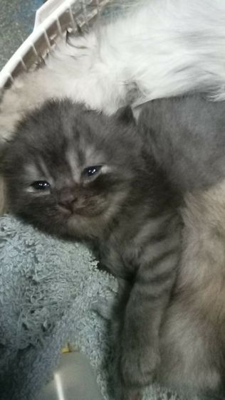 เปอร์เซียผสมสีก็อตติช รูปที่ 2