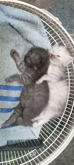 เปอร์เซียผสมสีก็อตติช รูปที่ 3