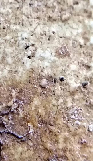 พระสมเด็จ วัดระฆัง บางขุนพรหม วัดเกศไชโย หลวงปู่ภู หลวงปู่นาค รูปที่ 6