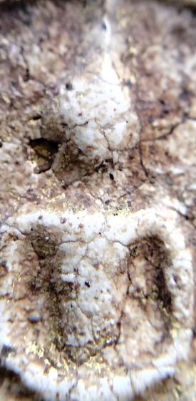 พระสมเด็จ วัดระฆัง บางขุนพรหม วัดเกศไชโย หลวงปู่ภู หลวงปู่นาค