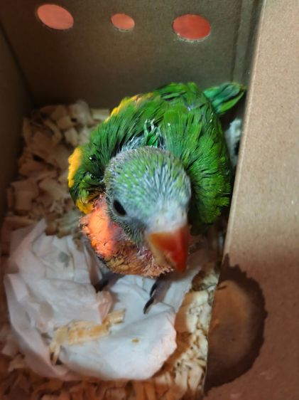 ลูกป้อนนกแก้วริงเน็ค รูปที่ 4