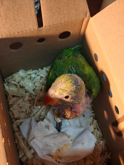 ลูกป้อนนกแก้วริงเน็ค