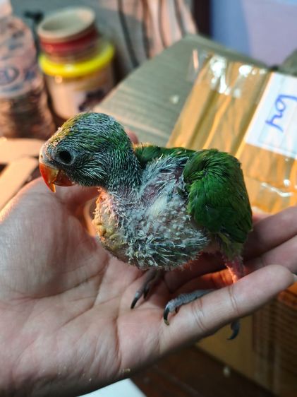 ลูกป้อนนกแก้วริงเน็ค รูปที่ 2