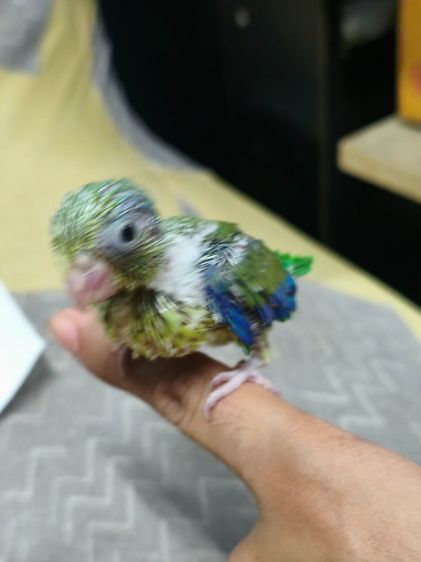 ลูกนกฟอพัส รูปที่ 5