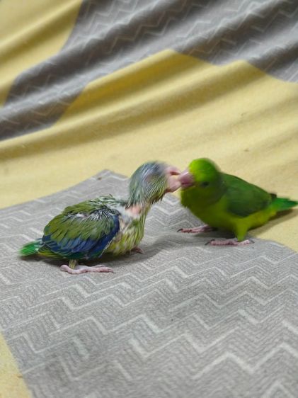 ลูกนกฟอพัส รูปที่ 4