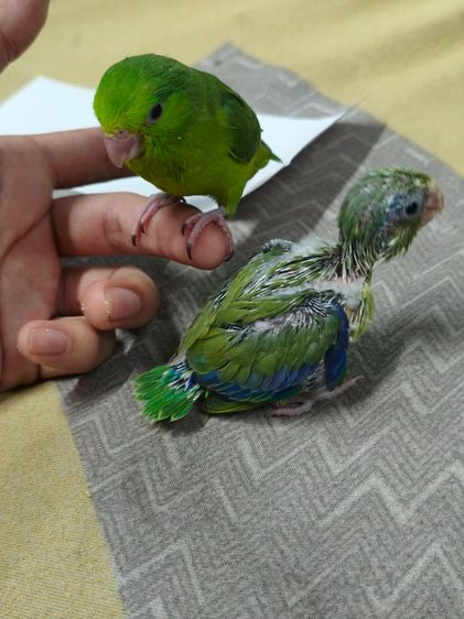 ลูกนกฟอพัส รูปที่ 7