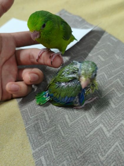 ลูกนกฟอพัส รูปที่ 3