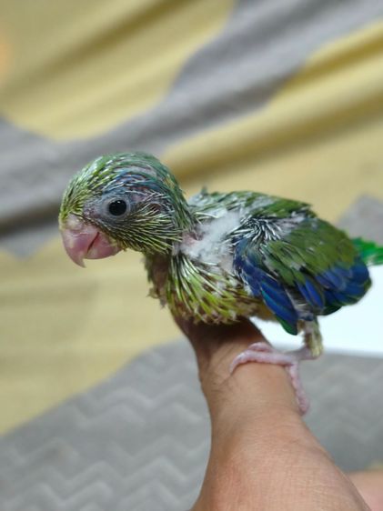 ลูกนกฟอพัส รูปที่ 6