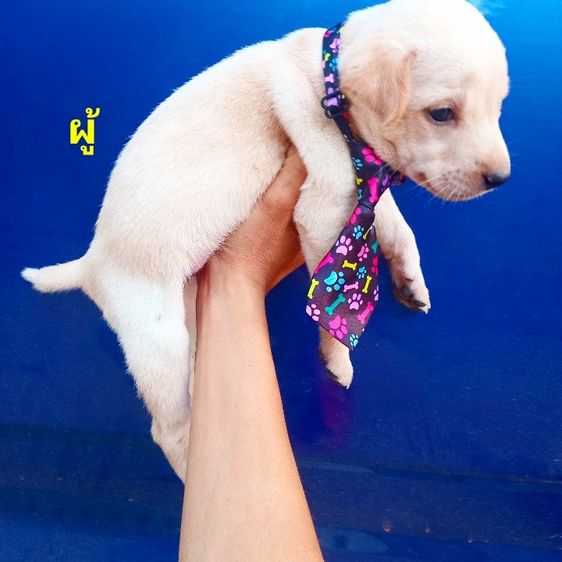 ลาบาดอ รูปที่ 5