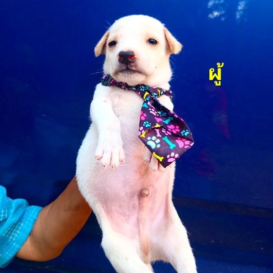 ลาบาดอ รูปที่ 9