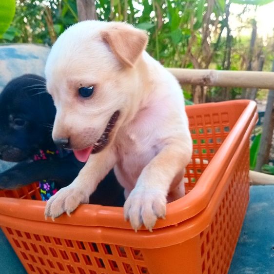 ลาบาดอ รูปที่ 11