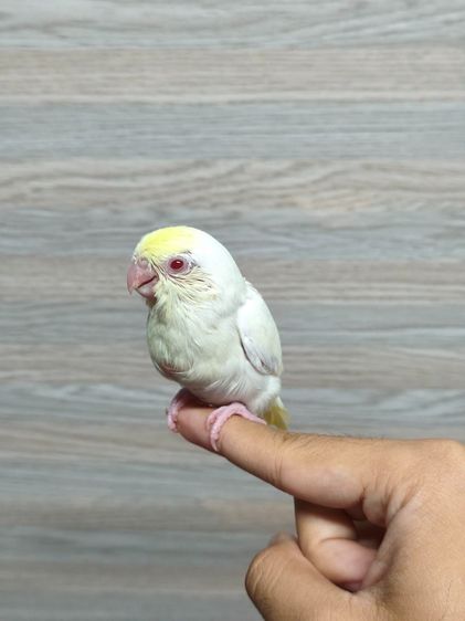 ลูกนกฟอพัส Creamino รูปที่ 7