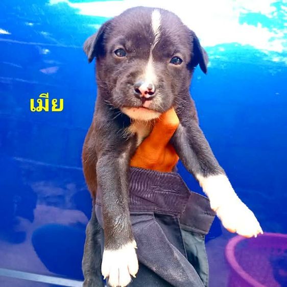 พูดเดิ้ล รูปที่ 16