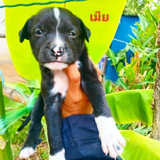 พูดเดิ้ล รูปที่ 14