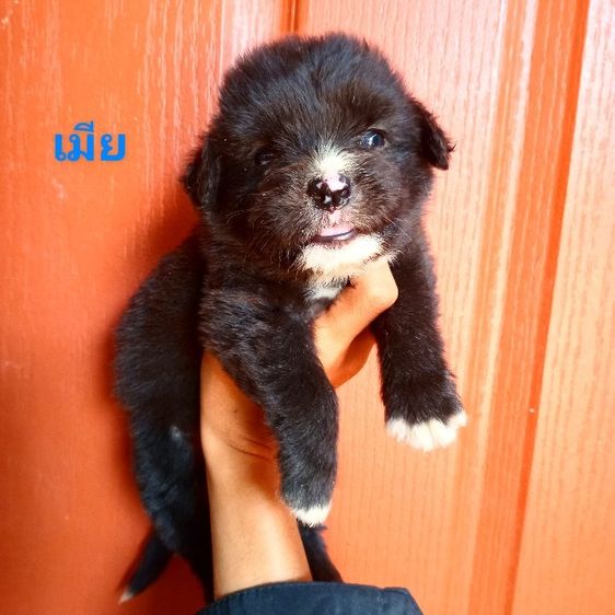 พูดเดิ้ล รูปที่ 6