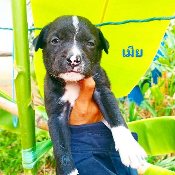 พูดเดิ้ล รูปที่ 13