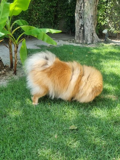 Sweet and friendly Pomeranian girl รูปที่ 4