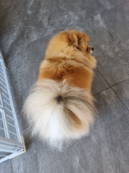 Sweet and friendly Pomeranian girl รูปที่ 5