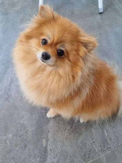 Sweet and friendly Pomeranian girl รูปที่ 6