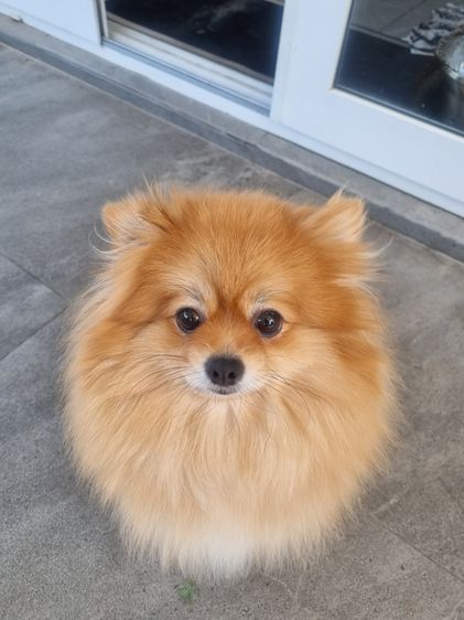 Sweet and friendly Pomeranian girl รูปที่ 8