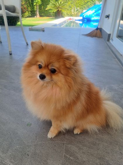 Sweet and friendly Pomeranian girl รูปที่ 7