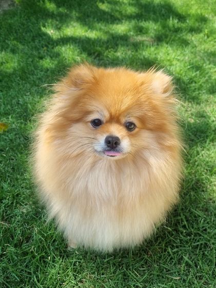 Sweet and friendly Pomeranian girl รูปที่ 2