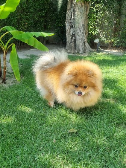 Sweet and friendly Pomeranian girl รูปที่ 3