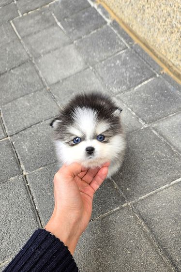 ขาย Pomsky แท้ นำเข้าจากเกาหลี หน้าหมี เพศผู้ เกรดพรีเมียม รูปที่ 4