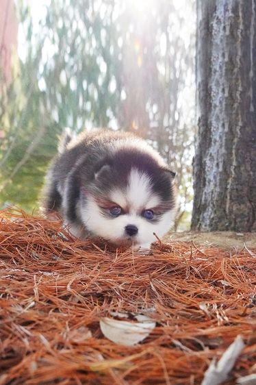 ขาย Pomsky แท้ นำเข้าจากเกาหลี หน้าหมี เพศผู้ เกรดพรีเมียม