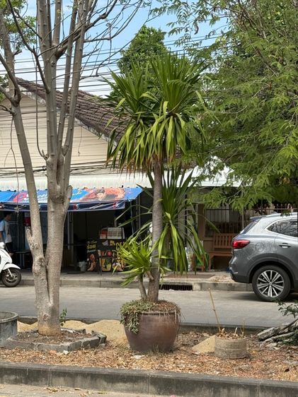 ต้นไม้จริง ต้นจันผาขนาดสามถึง 4 เมตรพร้อมกระถางสี่ปี๊บยกง่ายไม่ต้องขุดบางกะปิกทม.