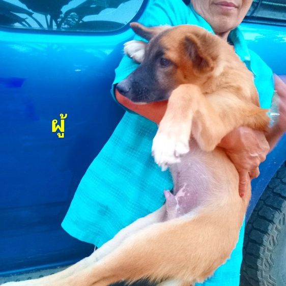 เยอรมันเชฟเพิด รูปที่ 3