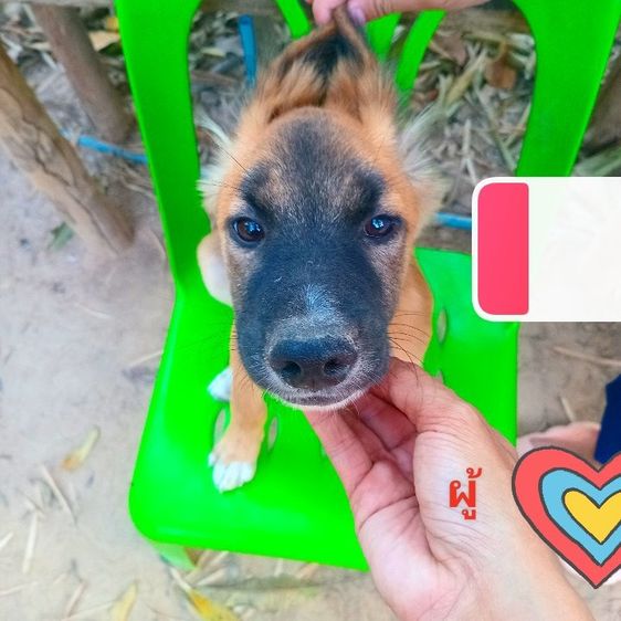 เยอรมันเชฟเพิด รูปที่ 7