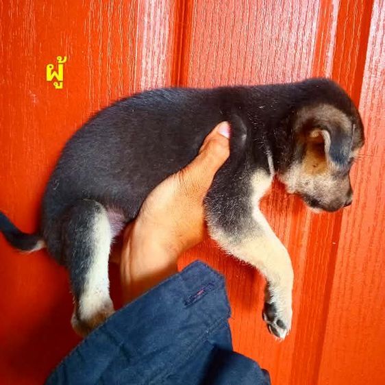 เยอรมันเชฟเพิด รูปที่ 15