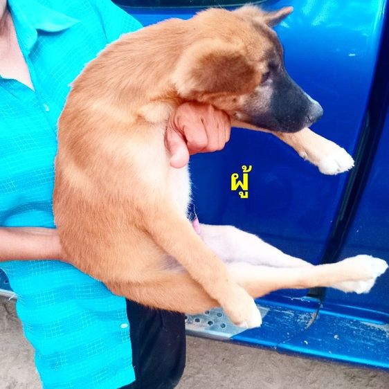 เยอรมันเชฟเพิด รูปที่ 6