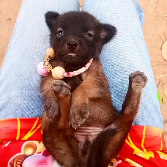 เยอรมันเชฟเพิด รูปที่ 5