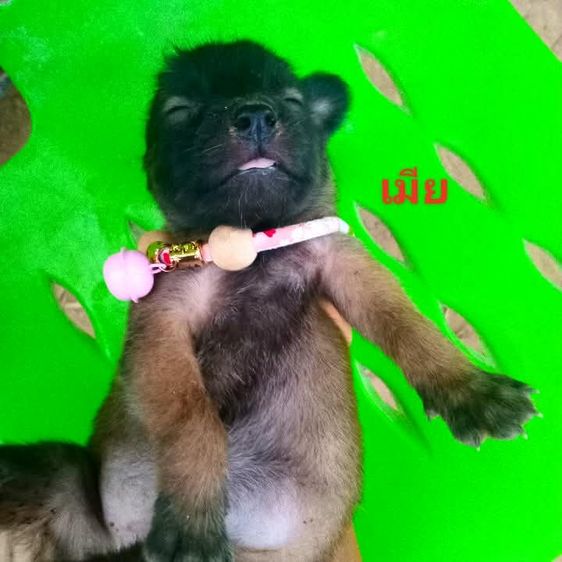 เยอรมันเชฟเพิด รูปที่ 4