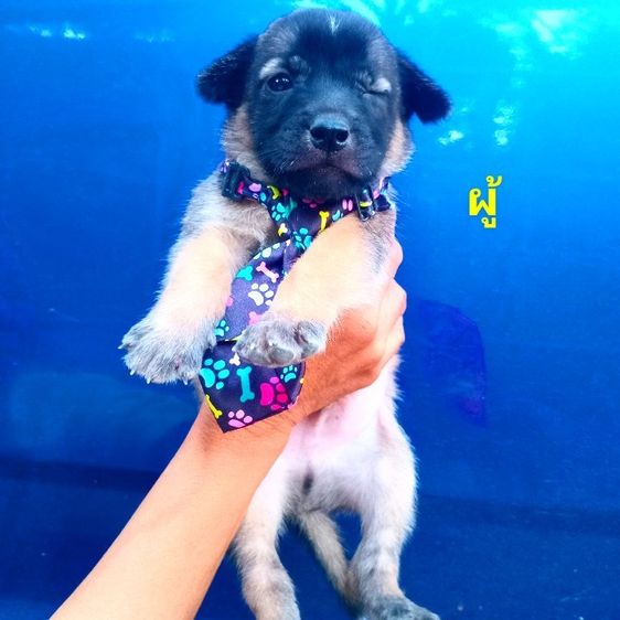 เยอรมันเชพเพิร์ด (German Shepherd) ใหญ่ เยอรมันเชฟเพิด