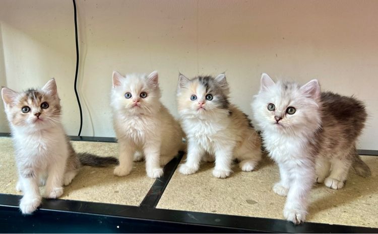 แมวเปอร์เซีย รูปที่ 2